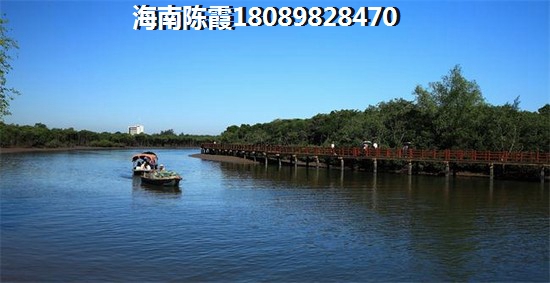 象腿树图片
